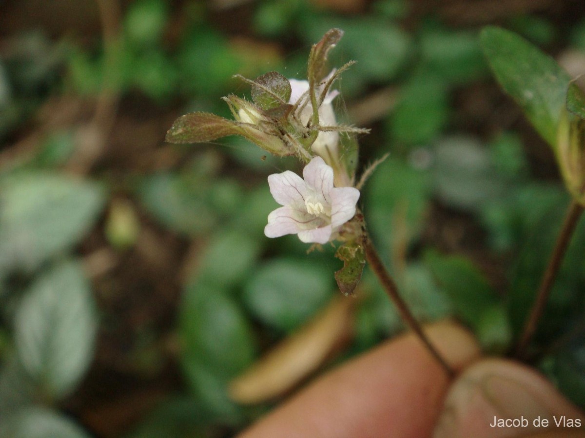 Strobilanthes reptans (G.Forst.) Moylan ex Y.F.Deng & J.R.I.Wood